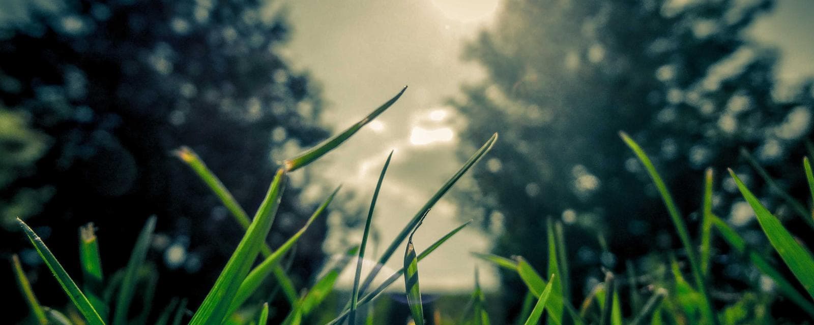 Munnar, Kerala
